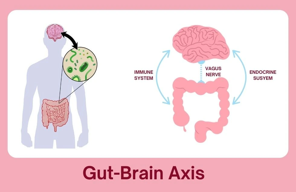 Decoding the Gut-Brain Axis